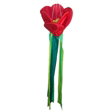 Wind Tails Tulip in Bloom