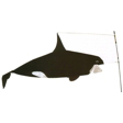 Swimming Orca Whale
